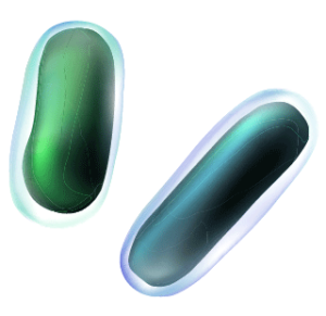 Rod-shaped bacterium which represents a Proacticin™ PA system