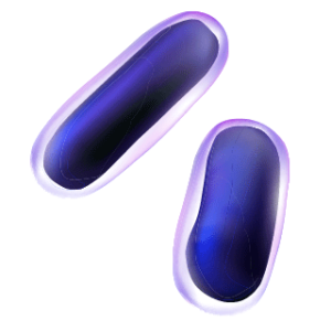 Rod-shaped bacterium which represents a Proacticin™ Z system